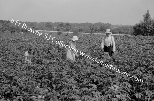 IN THE POTATO FIELDS  KATHLEEN HASLAM